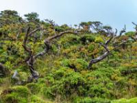 Tote Wacholdersträucher Zweige ragen in den Himmel - Pico